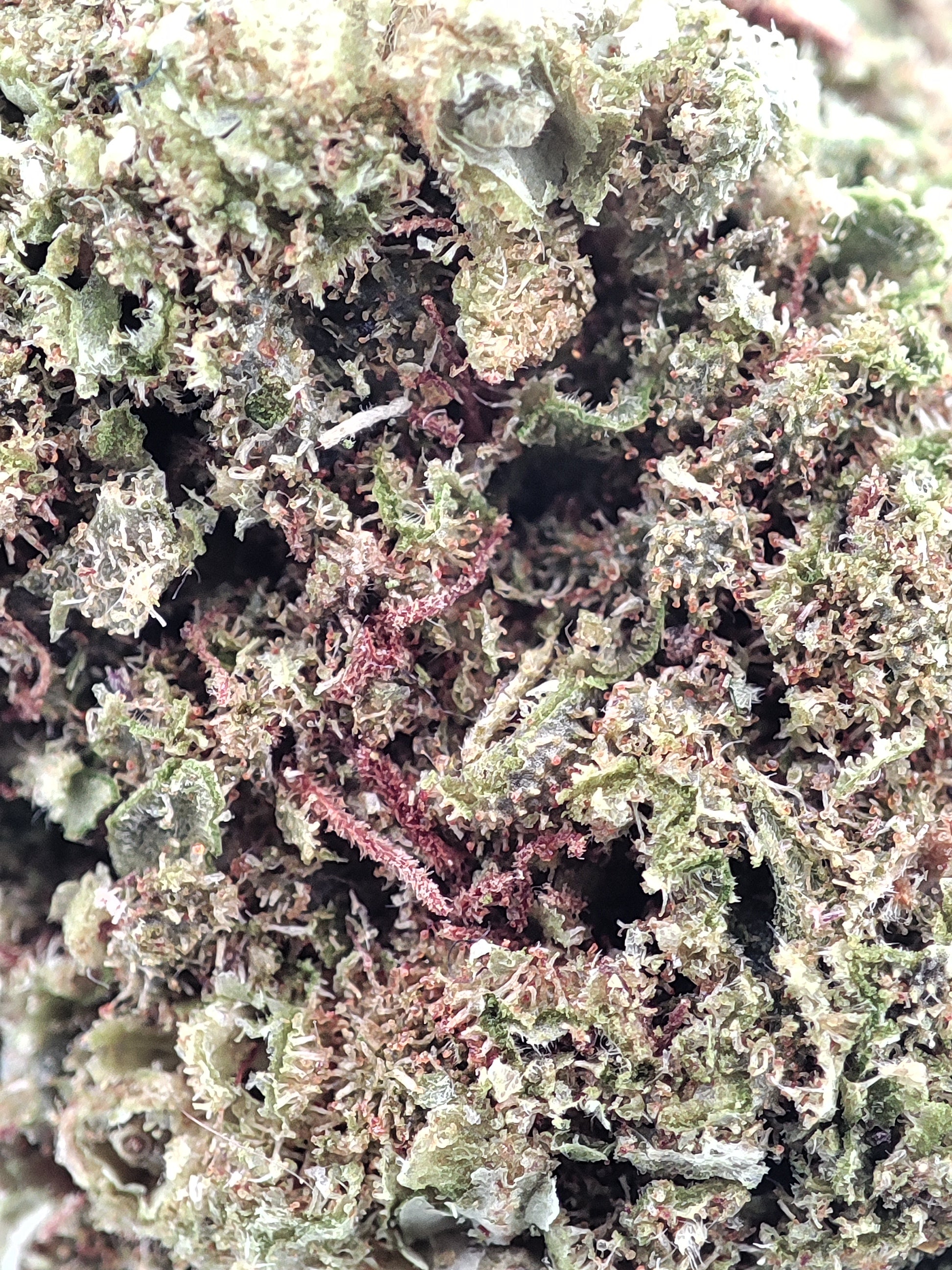 Brocoli Cryo CBD