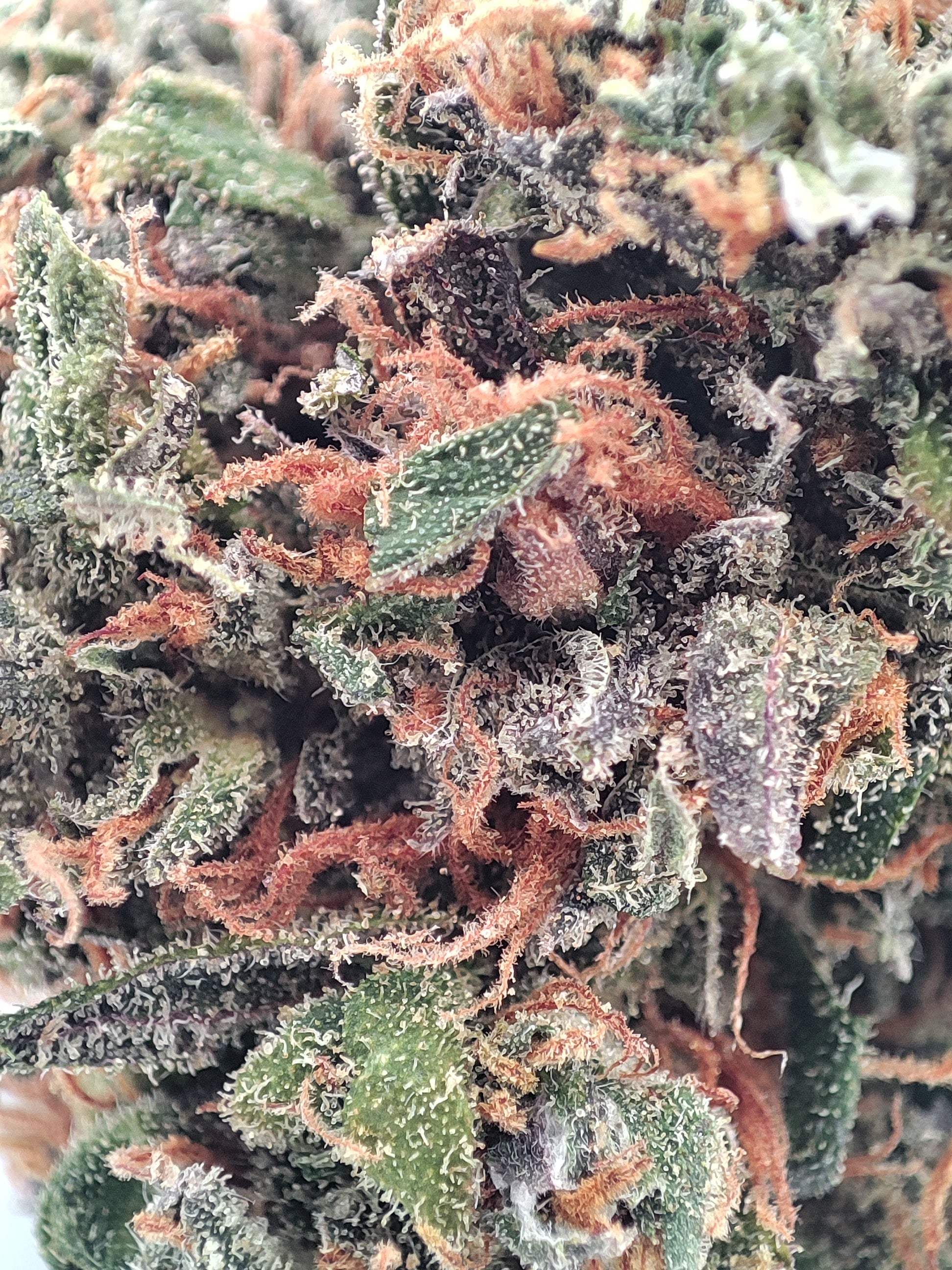 Cherry Pie CBD
